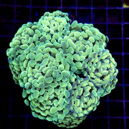 CC231 - Euphyllia paraancora