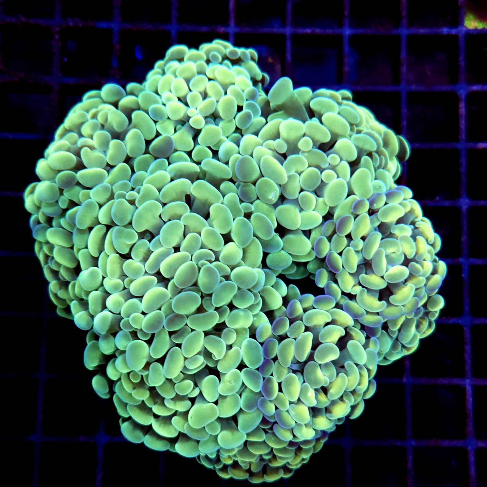 CC231 - Euphyllia paraancora