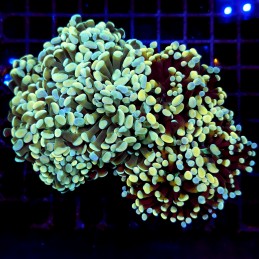 CC232 - Euphyllia paraancora