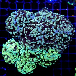 CC233 - Euphyllia paraancora