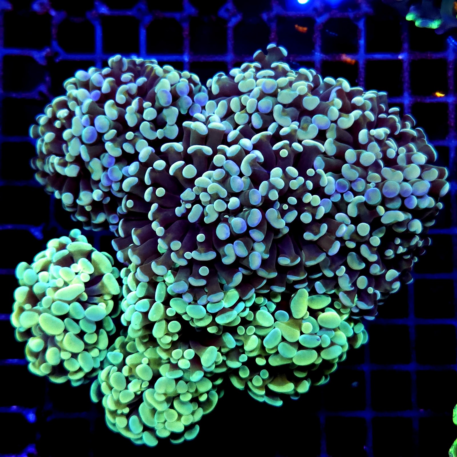 CC233 - Euphyllia paraancora