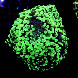 CC234 - Euphyllia paraancora