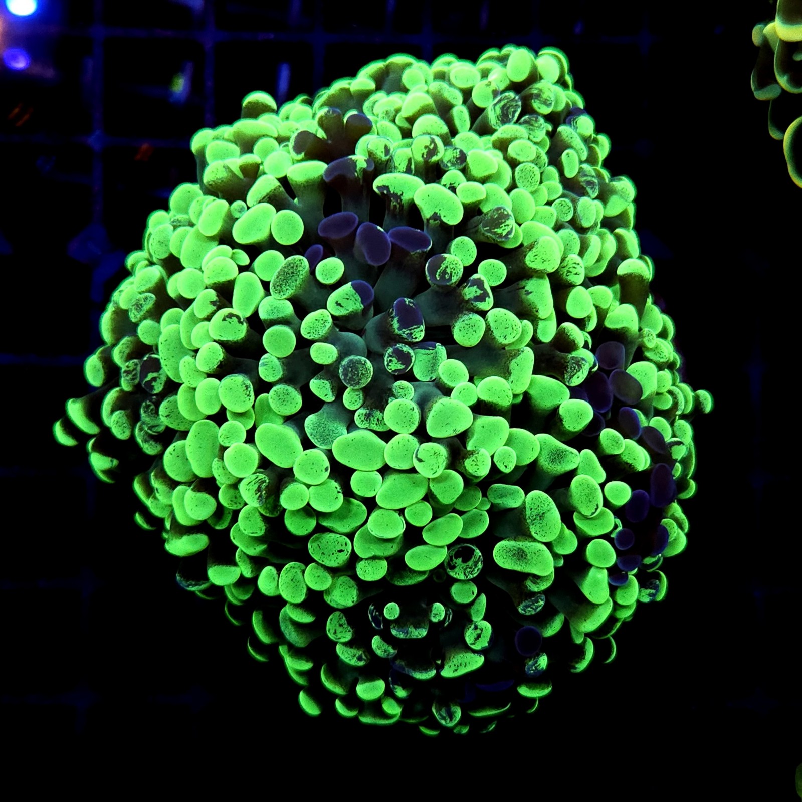 CC234 - Euphyllia paraancora