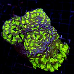 CC236 - Euphyllia paraancora