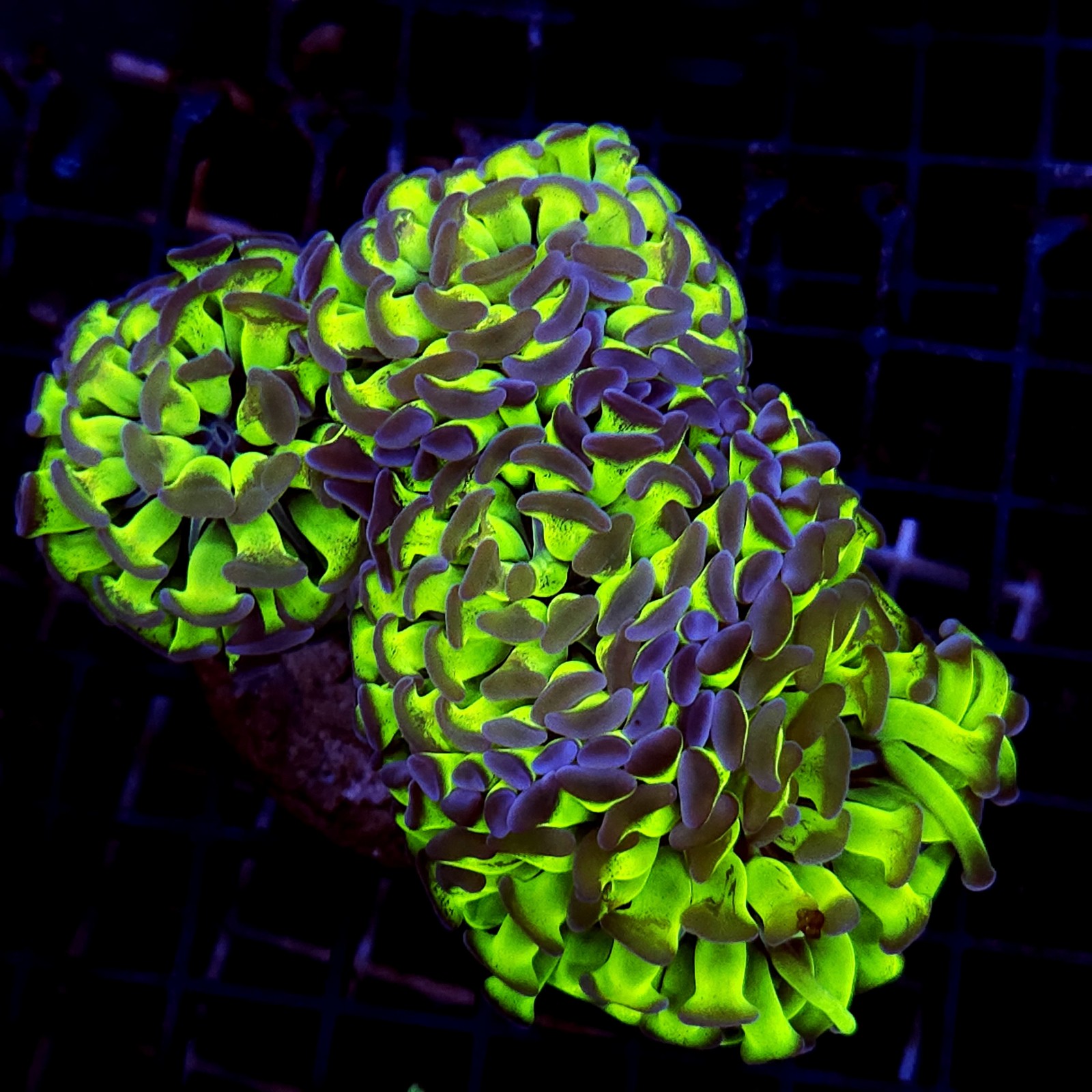 CC236 - Euphyllia paraancora