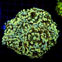 CC237 - Euphyllia paraancora