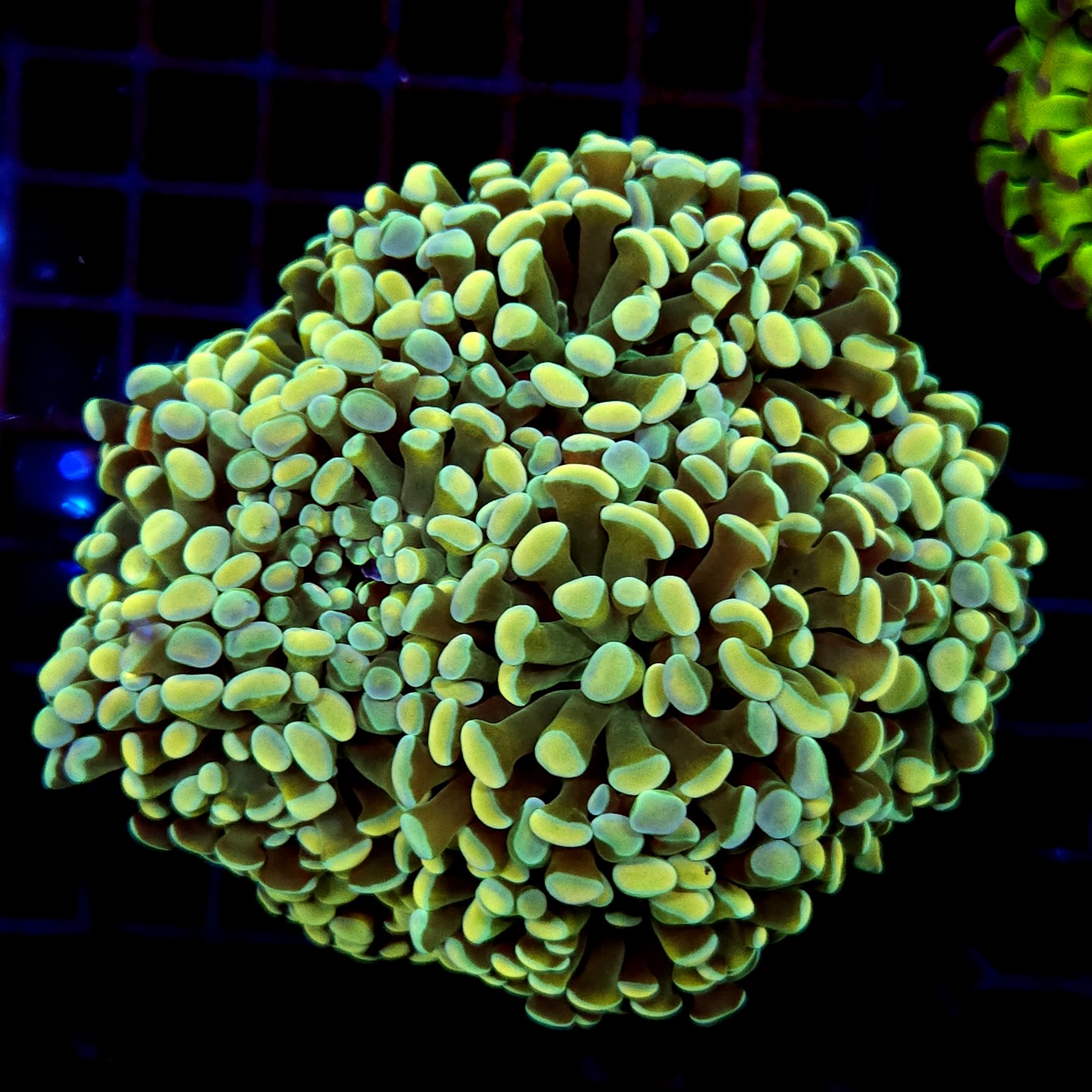 CC237 - Euphyllia paraancora