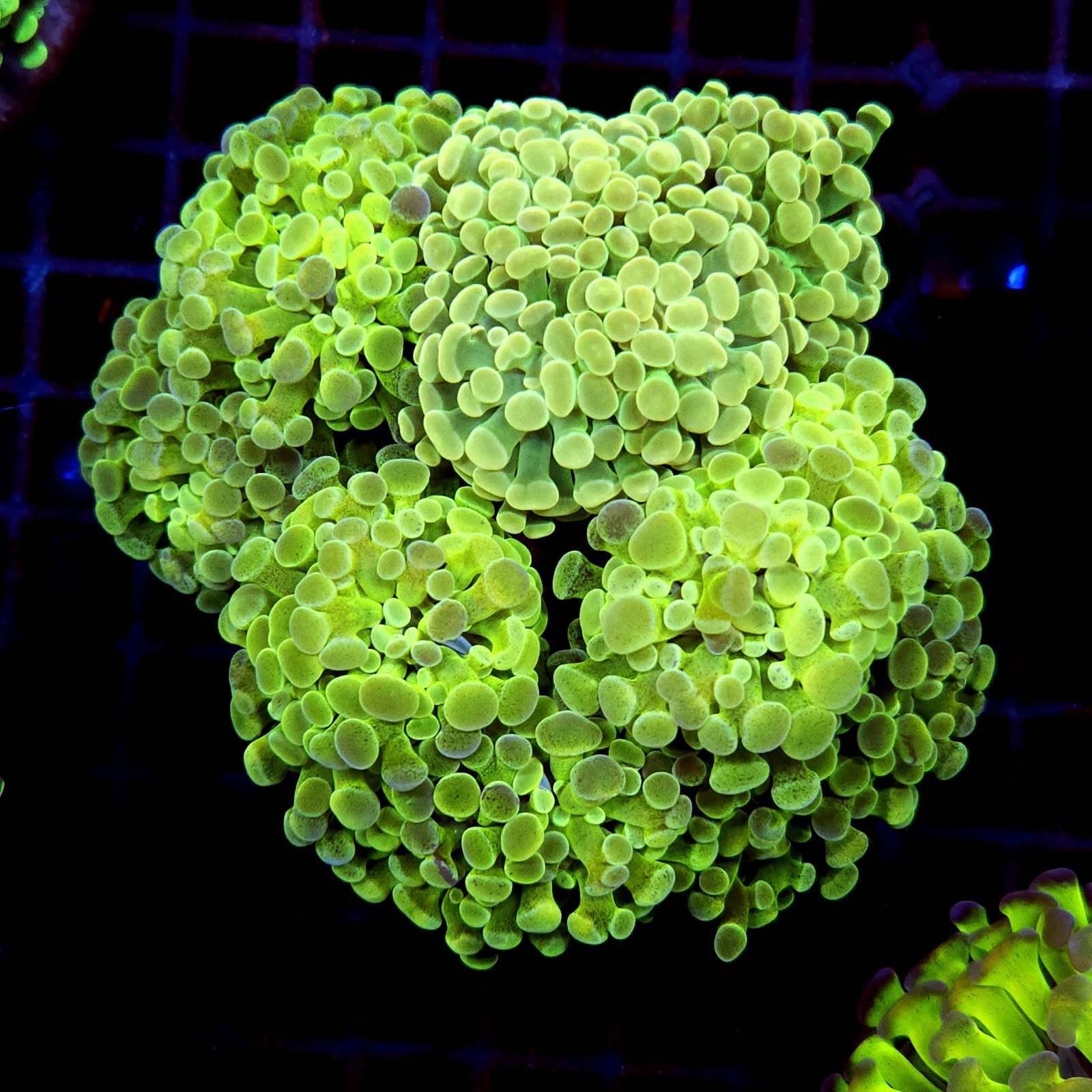 CC238 - Euphyllia paraancora