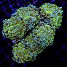 CC240 - Euphyllia paraancora