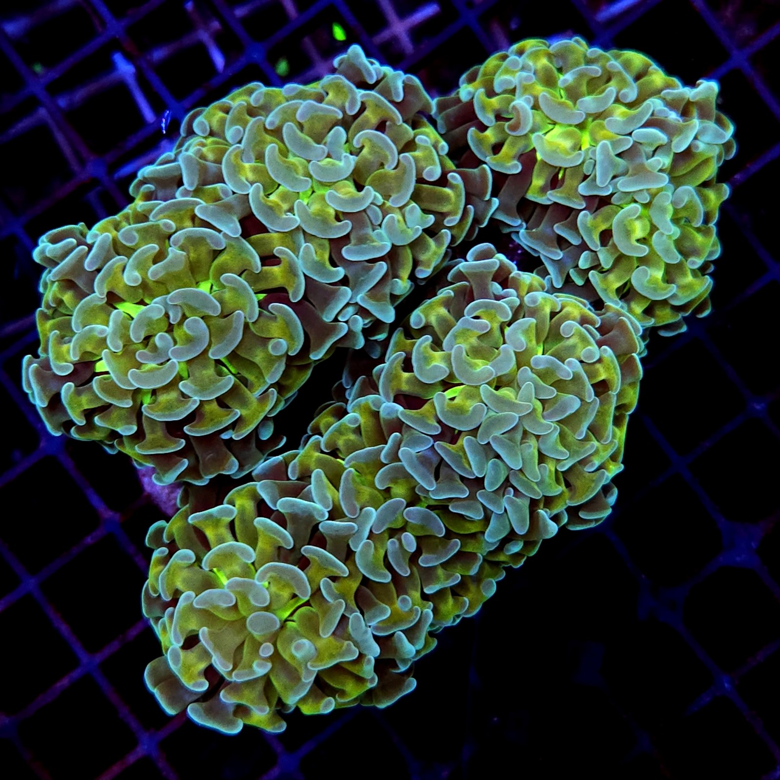 CC240 - Euphyllia paraancora
