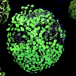 CC241 - Euphyllia paraancora