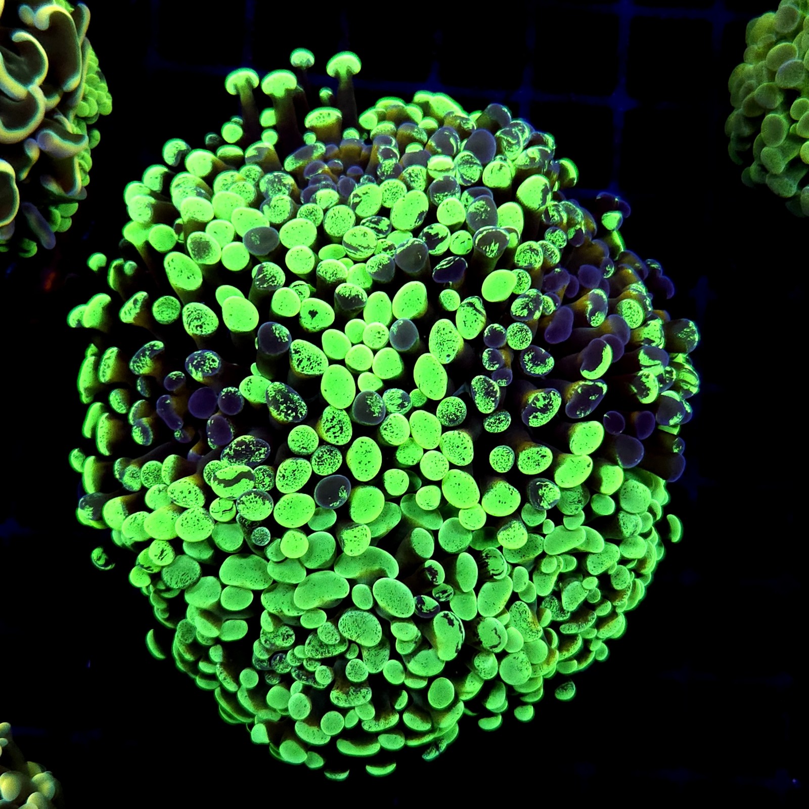 CC241 - Euphyllia paraancora