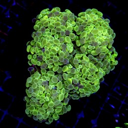 CC243 - Euphyllia paraancora