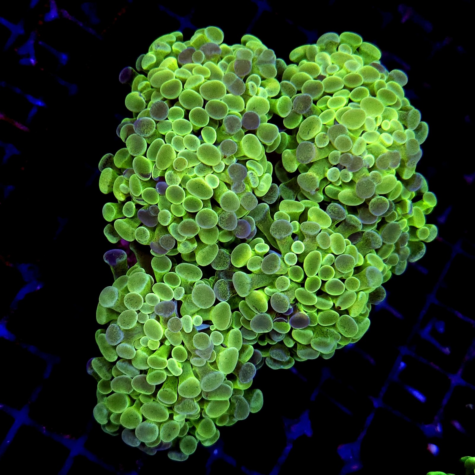CC243 - Euphyllia paraancora