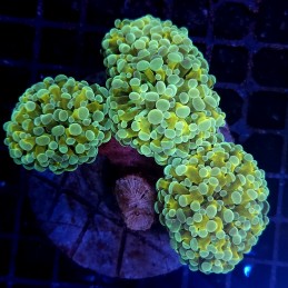 CC404 - Euphyllia paraancora