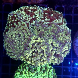 CC405 - Euphyllia paraancora