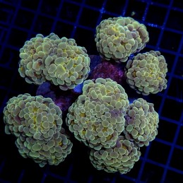 CC406 - Euphyllia paraancora