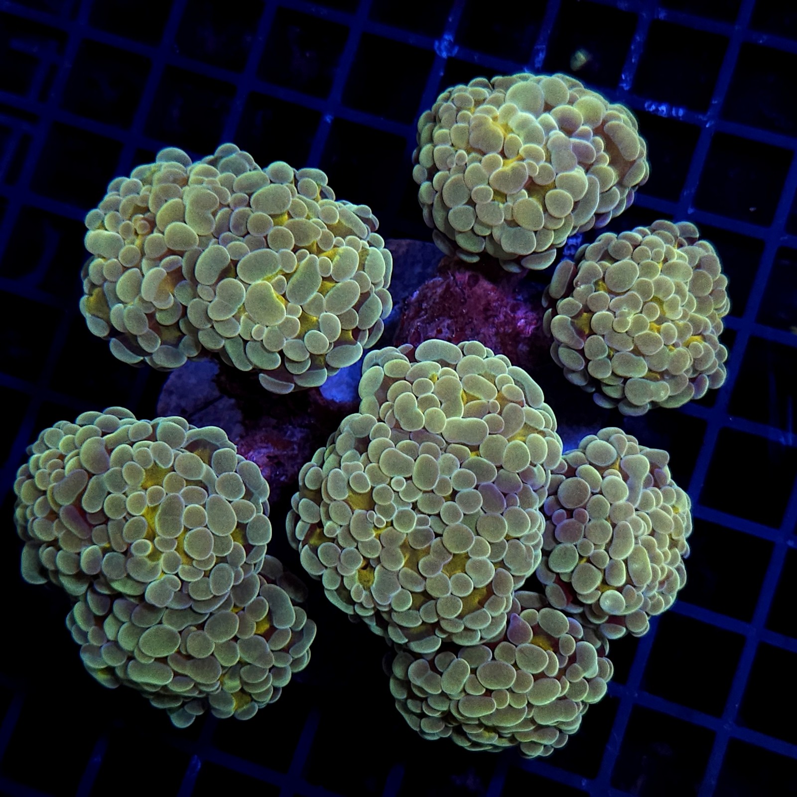 CC406 - Euphyllia paraancora