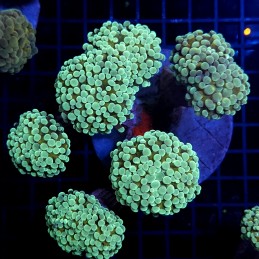 CC407 - Euphyllia paraancora