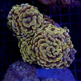 CC408 - Euphyllia paraancora