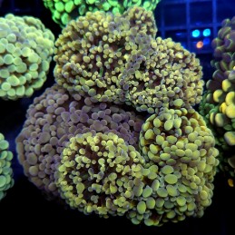 CC411 - Euphyllia paraancora