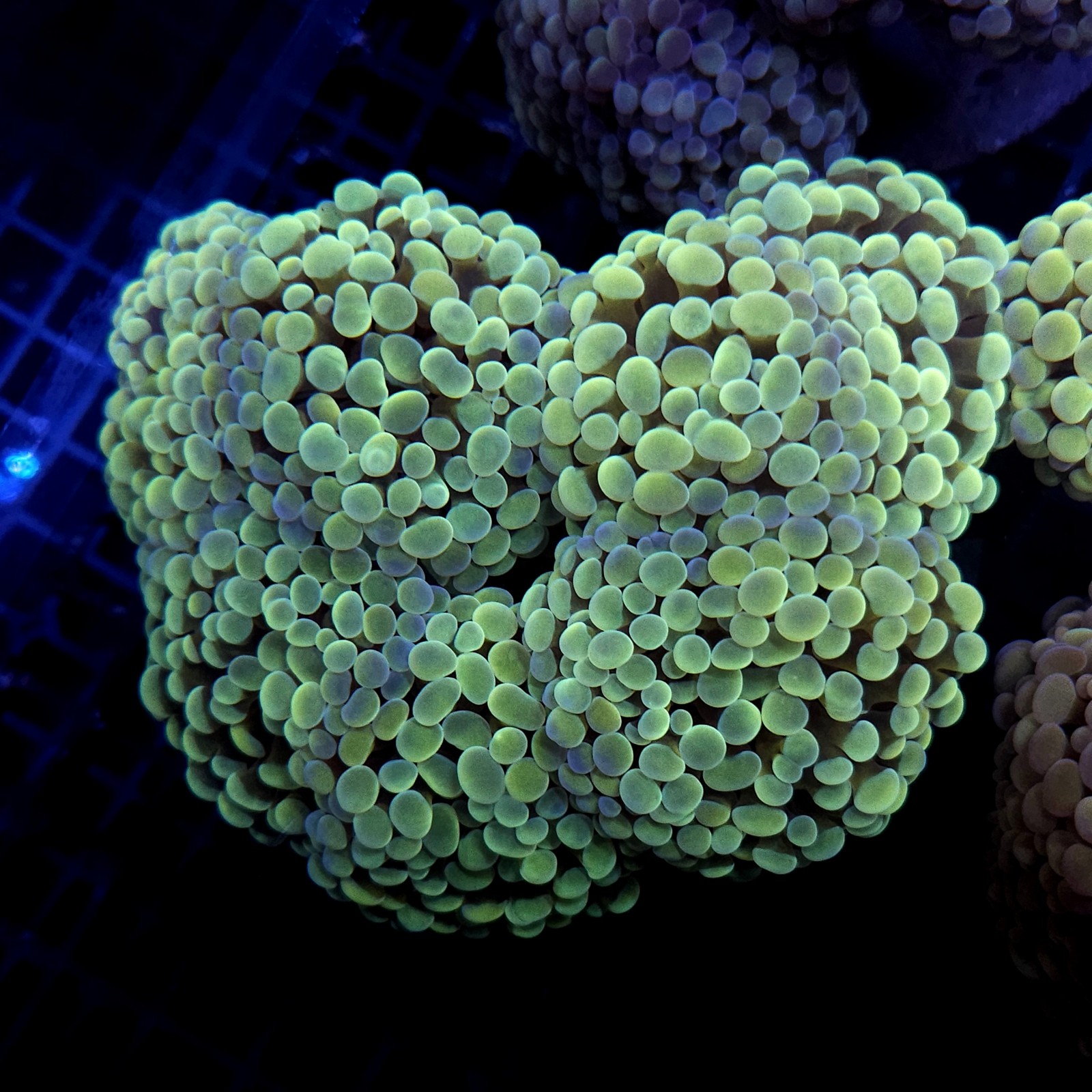 CC412 - Euphyllia paraancora