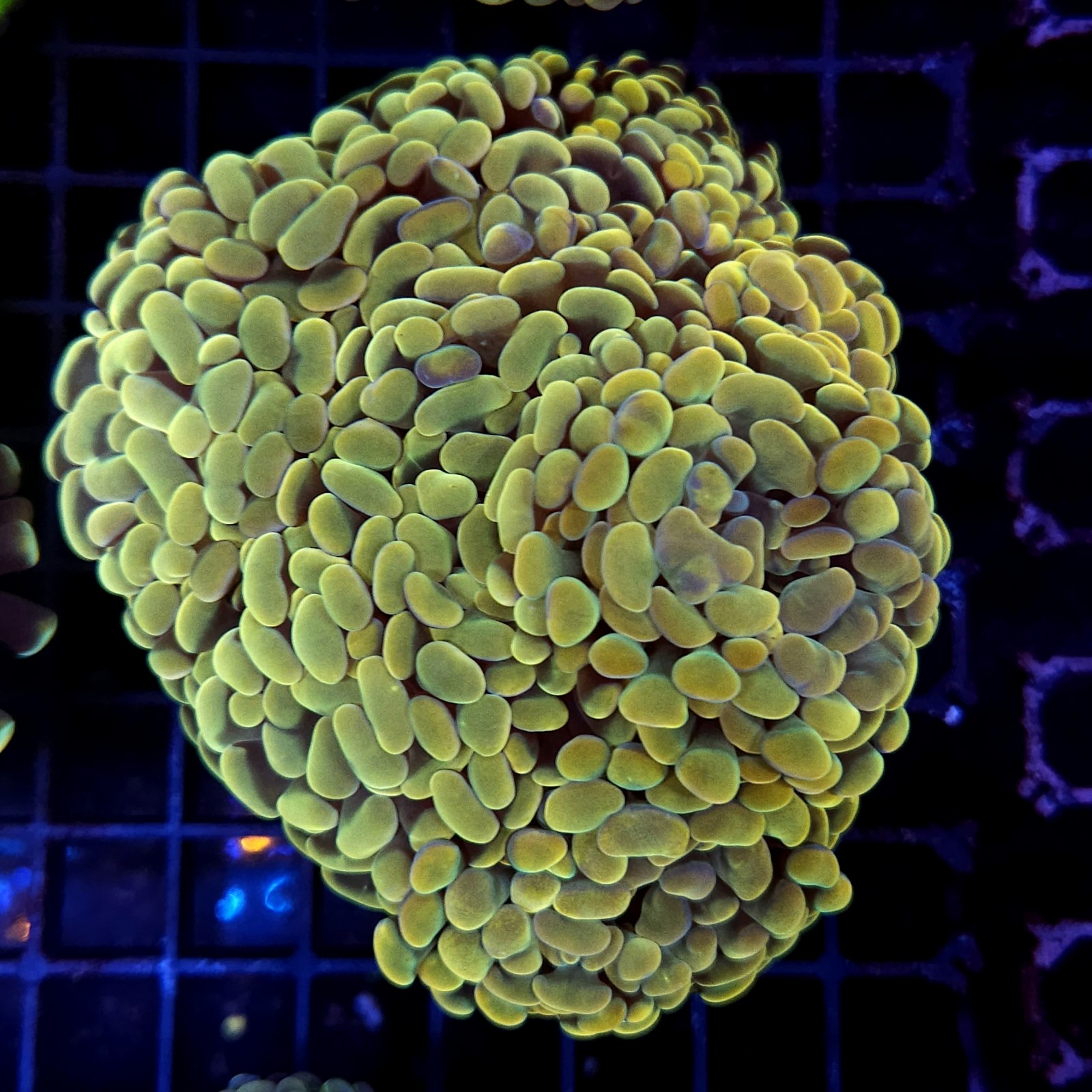 CC413 - Euphyllia paraancora