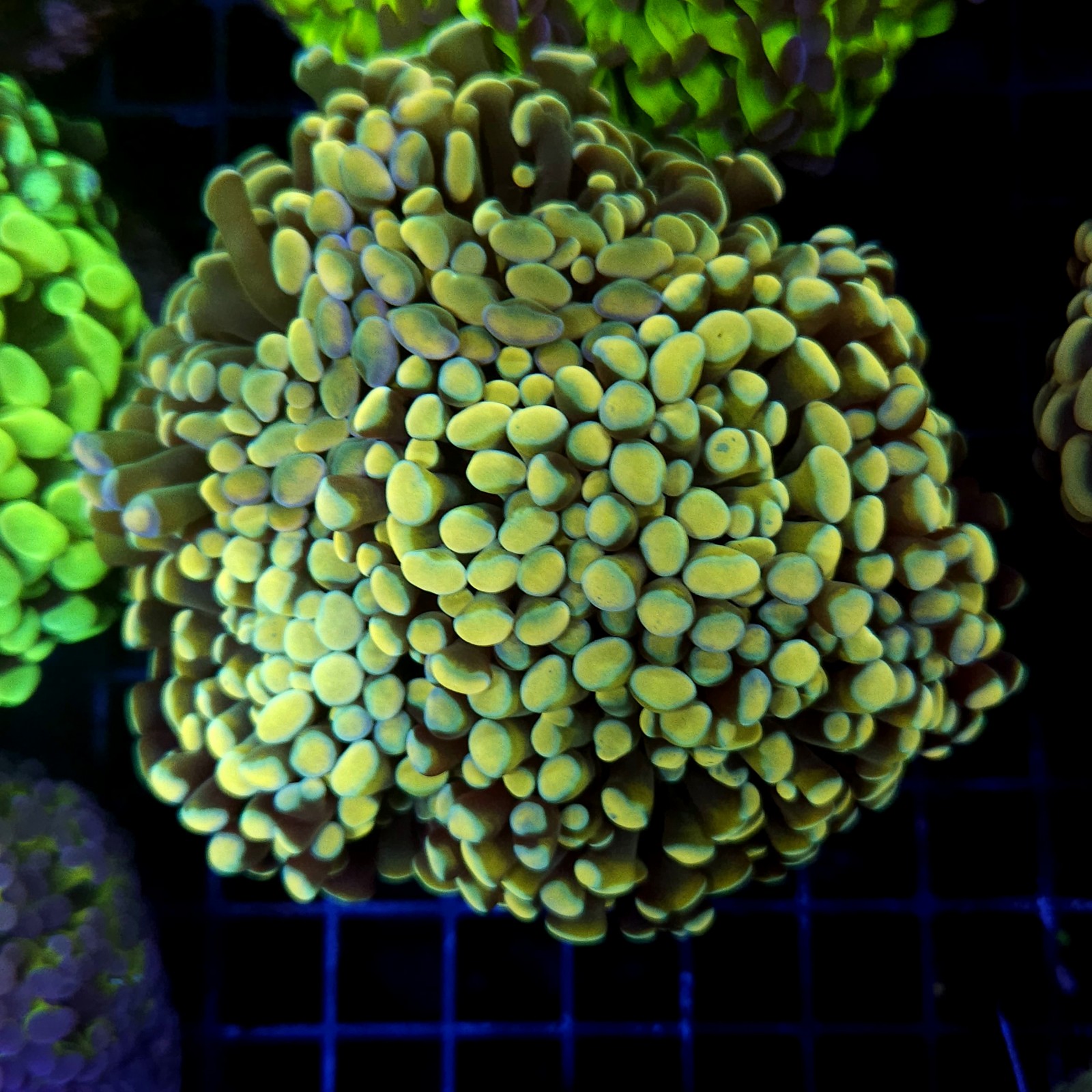 CC414 - Euphyllia paraancora