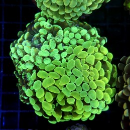 CC415 - Euphyllia paraancora