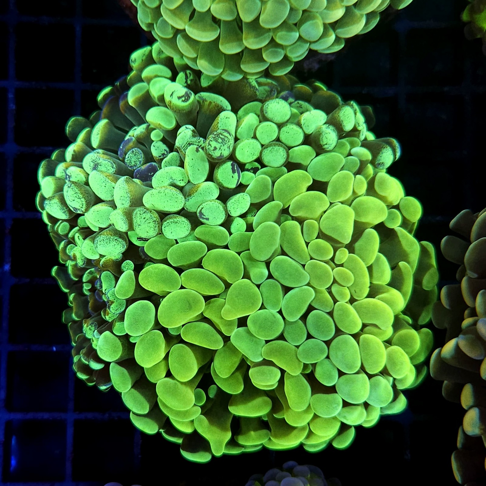 CC415 - Euphyllia paraancora