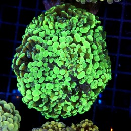 CC416 - Euphyllia paraancora