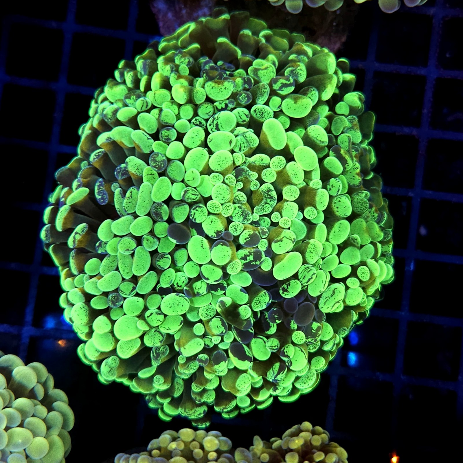 CC416 - Euphyllia paraancora