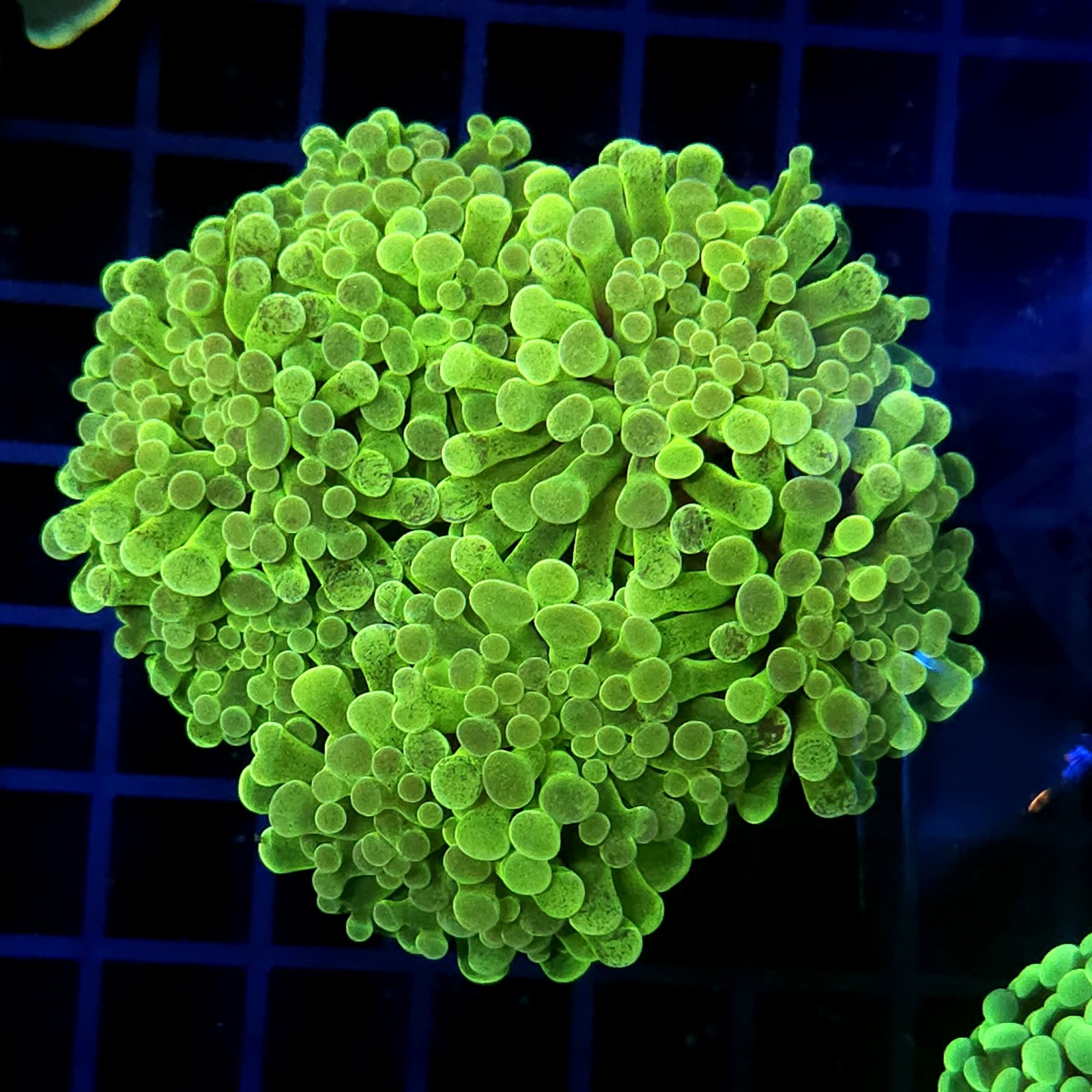 CC417 - Euphyllia paraancora