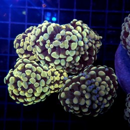 CC418 - Euphyllia paraancora
