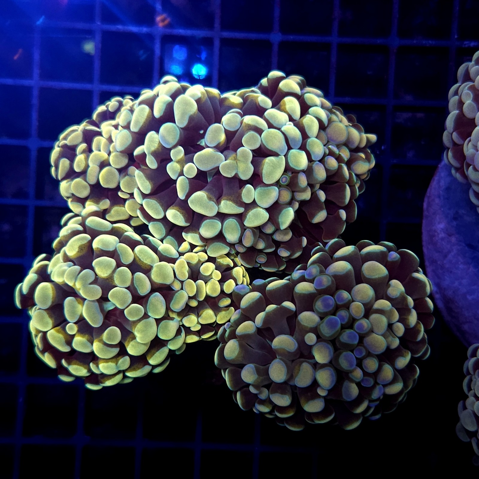 CC418 - Euphyllia paraancora