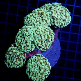 CC419 - Euphyllia paraancora