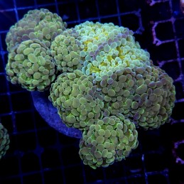CC421 - Euphyllia paraancora