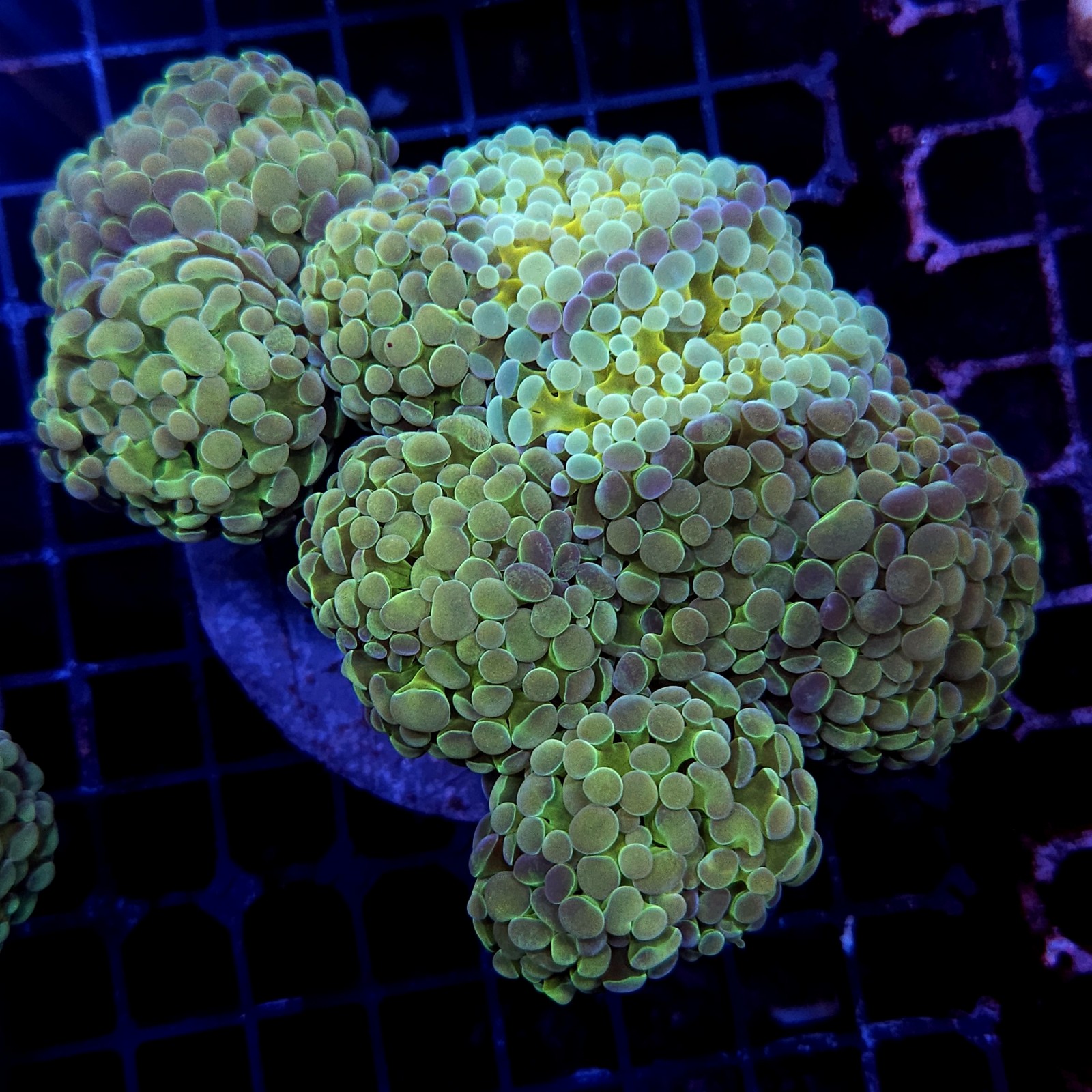 CC421 - Euphyllia paraancora