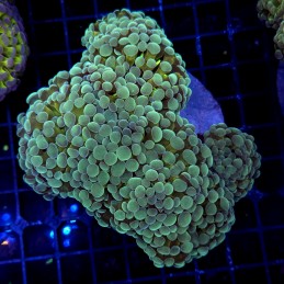 CC422 - Euphyllia paraancora