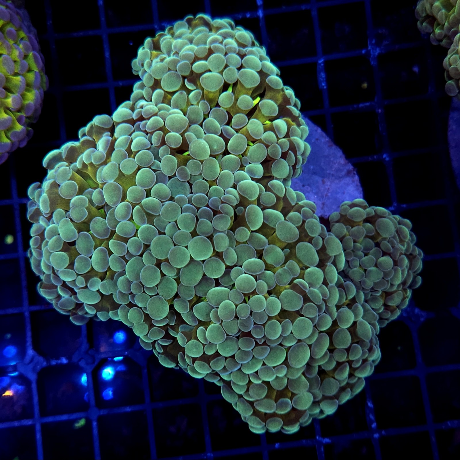 CC422 - Euphyllia paraancora