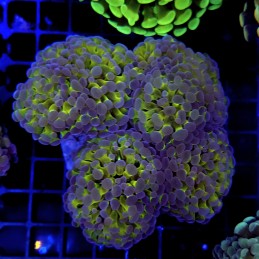 CC423 - Euphyllia paraancora
