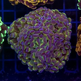 CC424 - Euphyllia paraancora