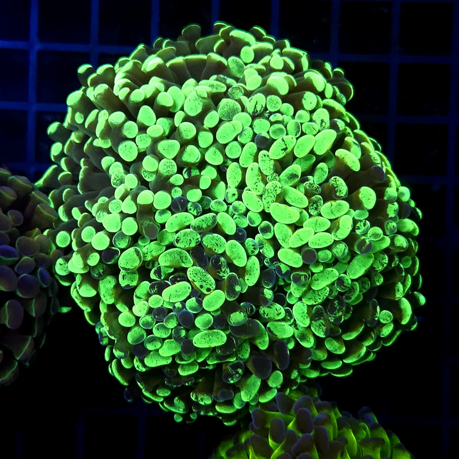 CC427 - Euphyllia paraancora