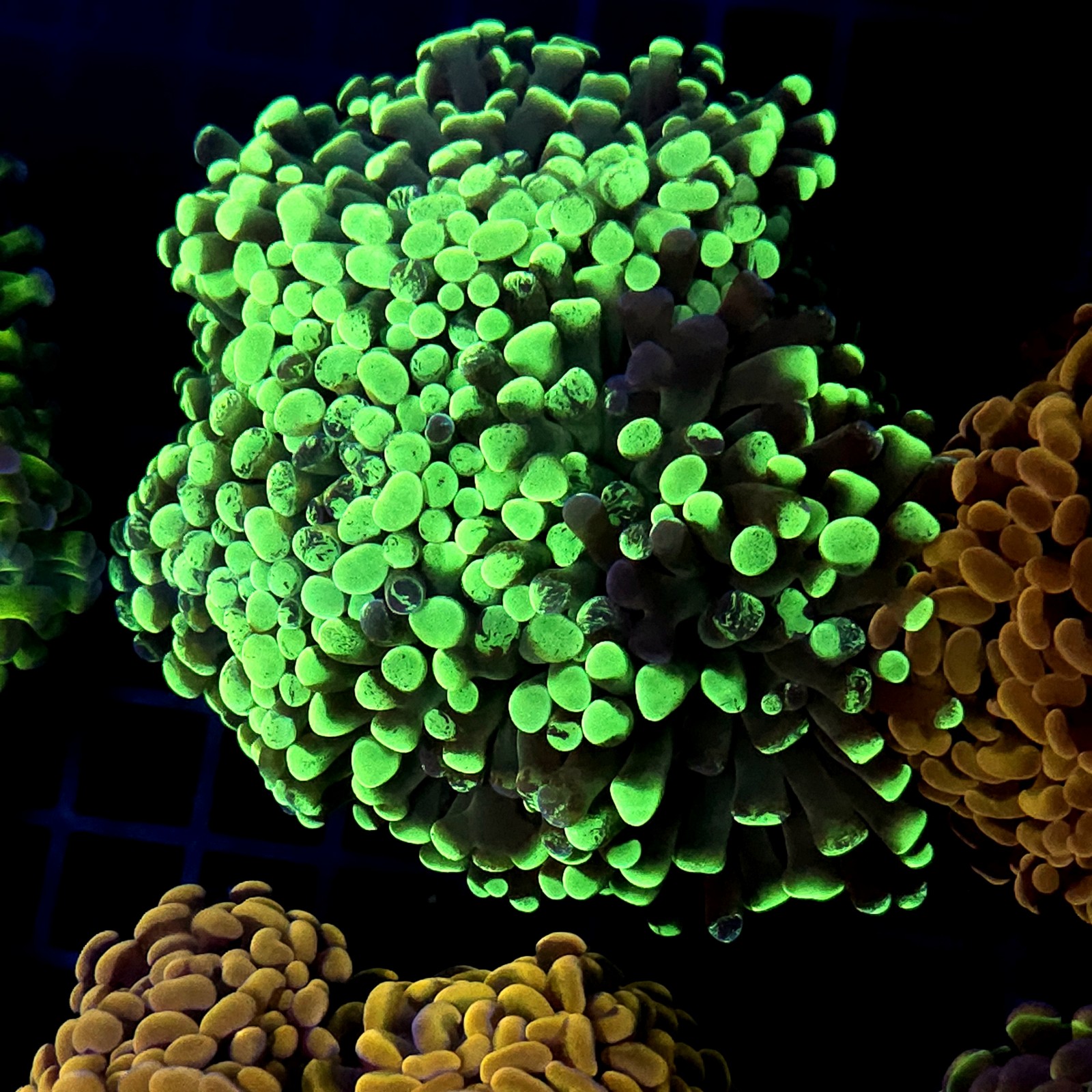 CC429 - Euphyllia paraancora