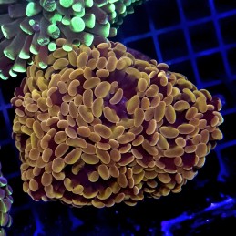 CC430 - Euphyllia paraancora