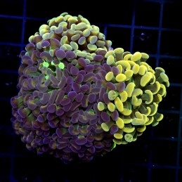 CC431 - Euphyllia paraancora