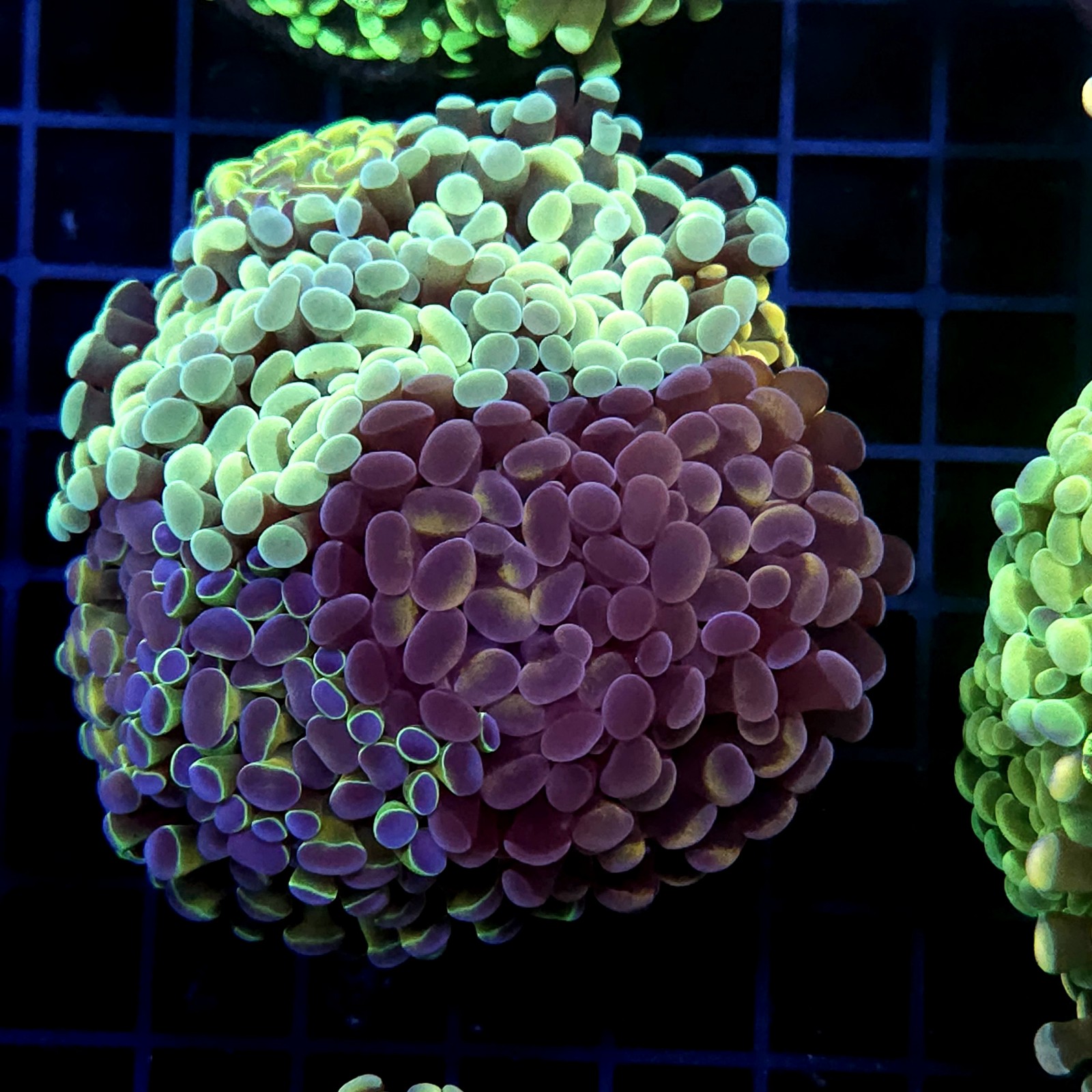 CC432 - Euphyllia paraancora