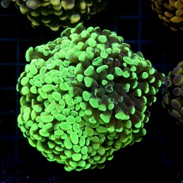 CC434 - Euphyllia paraancora