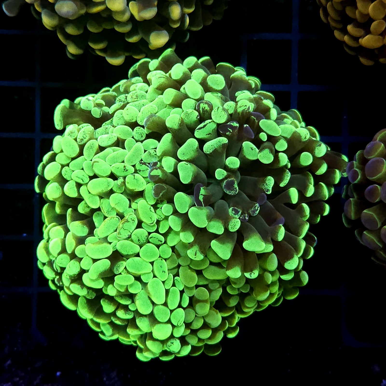 CC434 - Euphyllia paraancora