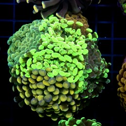 CC435 - Euphyllia paraancora